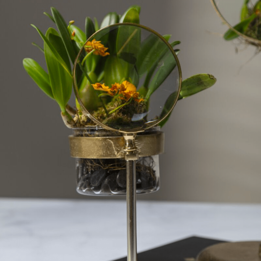Spyglass Pot, Shopsweetluluss