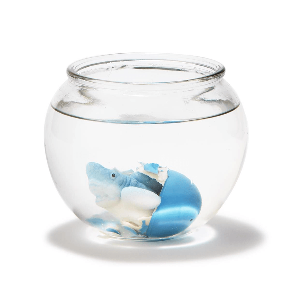 Hatching Shark Egg - 2 Color Options, Shopsweetluluss