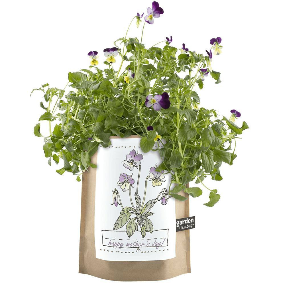 Kids Garden in a Bag - Viola, Shopsweetluluss