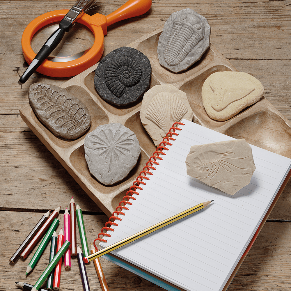 Stone Fossil Set, Shopsweetluluss