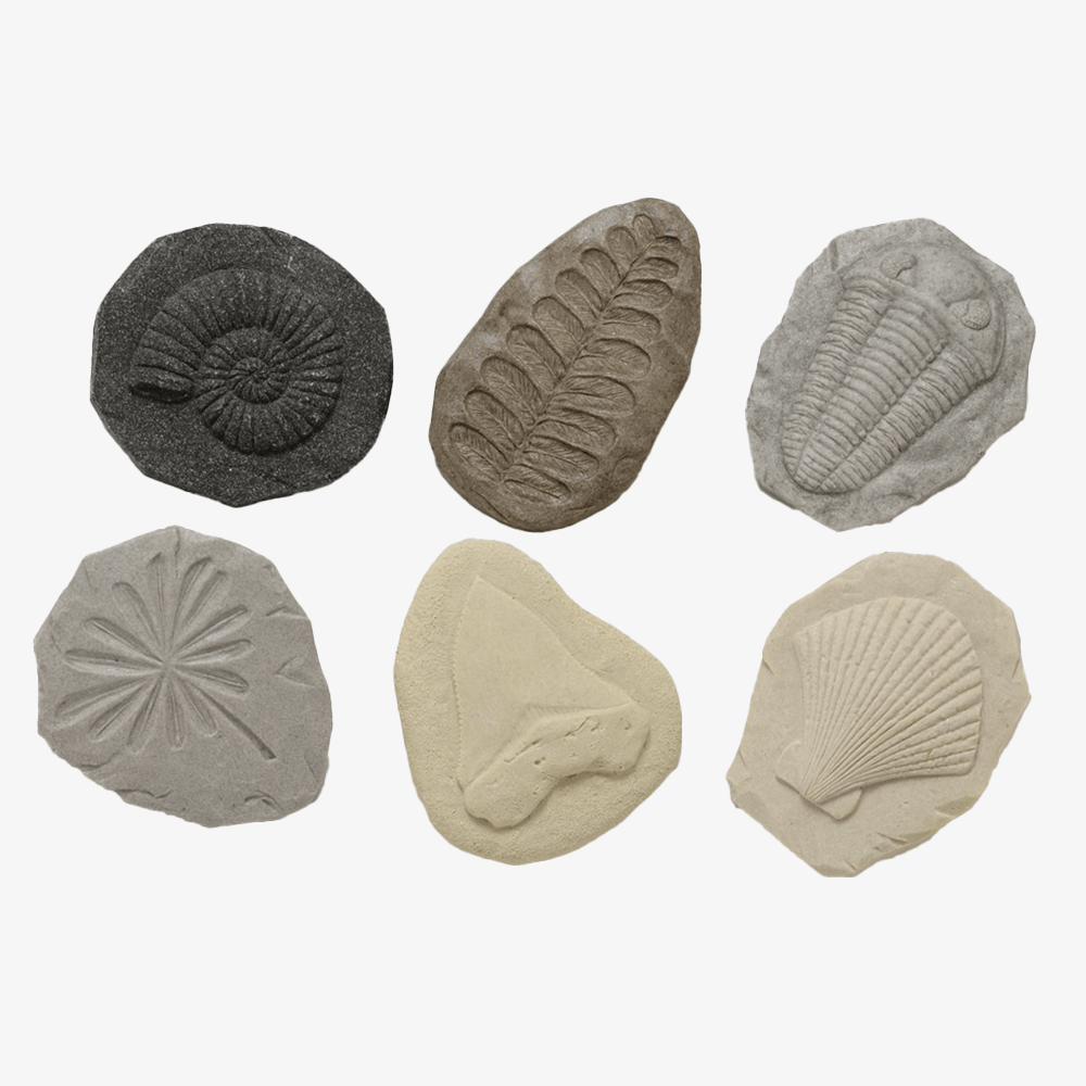 Stone Fossil Set, Shopsweetluluss