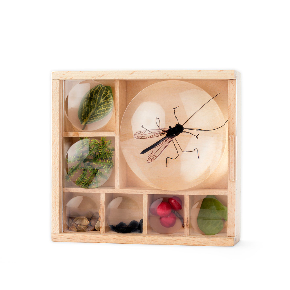"My Little Museum" Bug Box, Shopsweetluluss